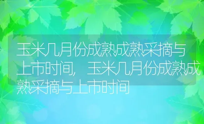 玉米几月份成熟成熟采摘与上市时间,玉米几月份成熟成熟采摘与上市时间 | 养殖科普