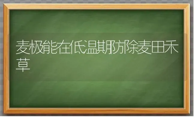 麦极能在低温期防除麦田禾草 | 养殖知识