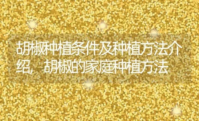 胡椒种植条件及种植方法介绍,胡椒的家庭种植方法 | 养殖学堂
