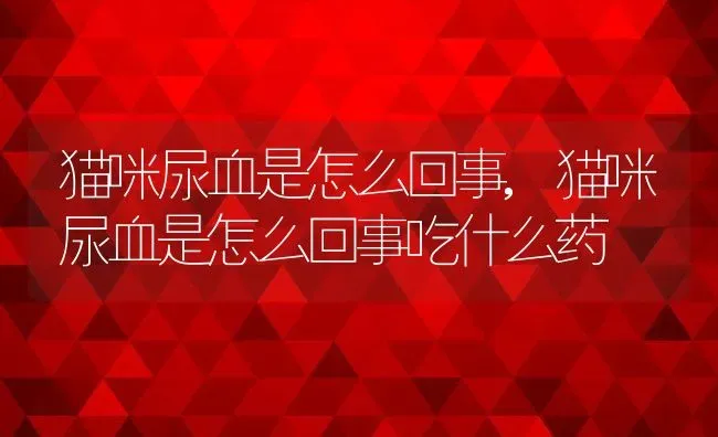 猫咪尿血是怎么回事,猫咪尿血是怎么回事吃什么药 | 养殖资料