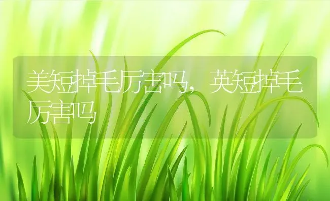 美短掉毛厉害吗,英短掉毛厉害吗 | 养殖科普