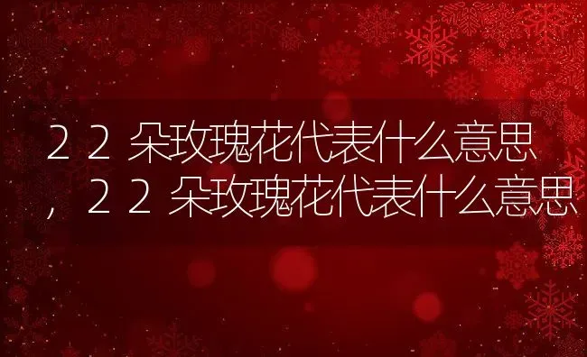 22朵玫瑰花代表什么意思,22朵玫瑰花代表什么意思 | 养殖科普