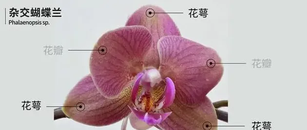 蝴蝶兰长什么样,蝴蝶兰结构图？