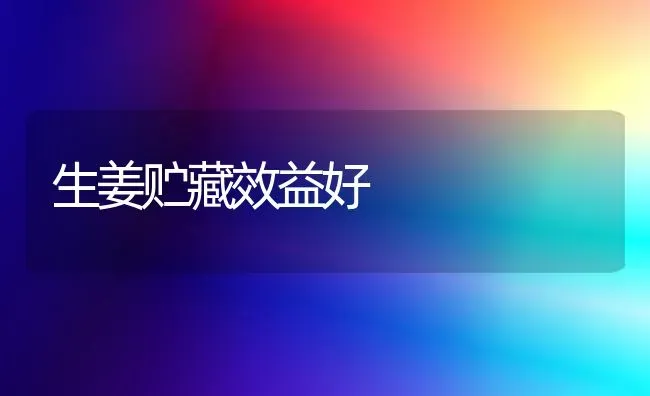 生姜贮藏效益好 | 养殖知识