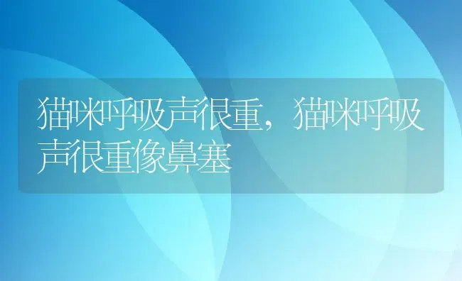 猫咪呼吸声很重,猫咪呼吸声很重像鼻塞 | 养殖资料