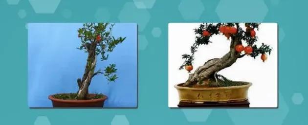 小石榴盆景怎么养,如何制作石榴盆景？