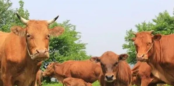 肉牛养殖场怎么建设？手把手教您建设肉牛养殖场 | 生活常识