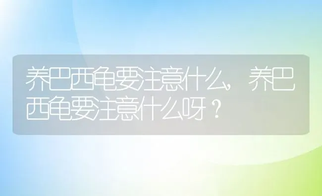 养巴西龟要注意什么,养巴西龟要注意什么呀？ | 养殖学堂