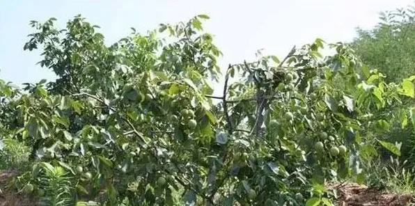 山核桃种植方法和注意要点 | 三农知识