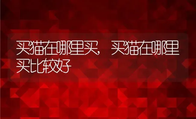 吸引猫咪的声音,吸引猫咪的声音叫声 | 养殖资料