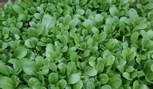油菜用什么肥料最好,种油菜用二铵还是三铵？
