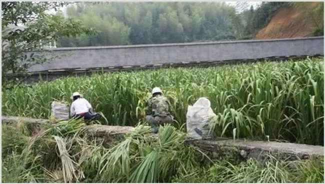 冷水茭白的栽培技术 | 生活妙招