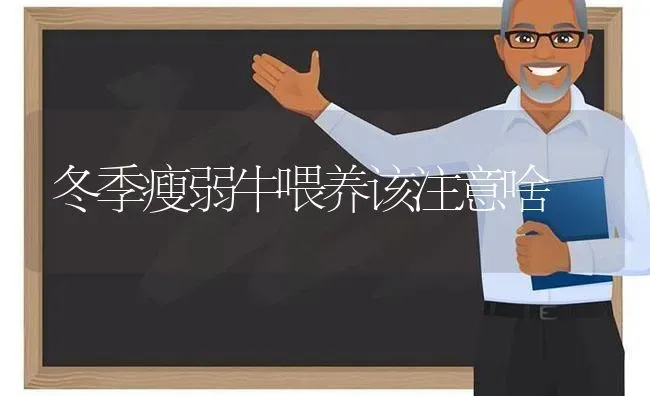 冬季瘦弱牛喂养该注意啥 | 养殖技术大全