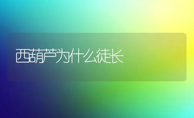 西葫芦为什么徒长 | 养殖技术大全