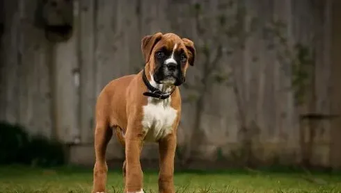 十大适合家养的狗,十大温顺犬排行榜，最受欢迎的家养宠物狗？