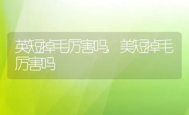 英短掉毛厉害吗,美短掉毛厉害吗 | 养殖资料