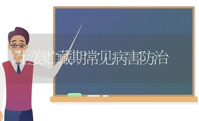 生姜贮藏期常见病害防治 | 养殖知识