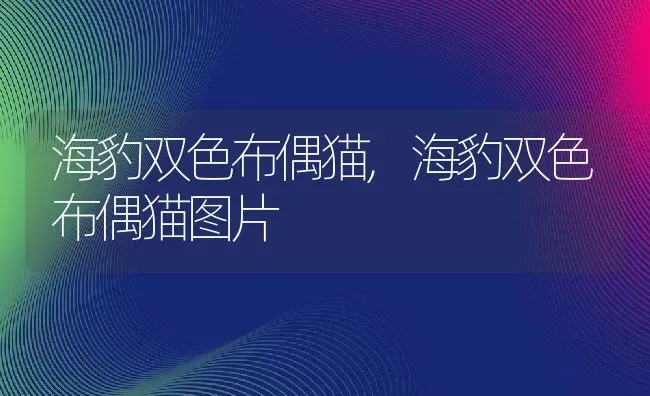 海豹双色布偶猫,海豹双色布偶猫图片 | 养殖资料