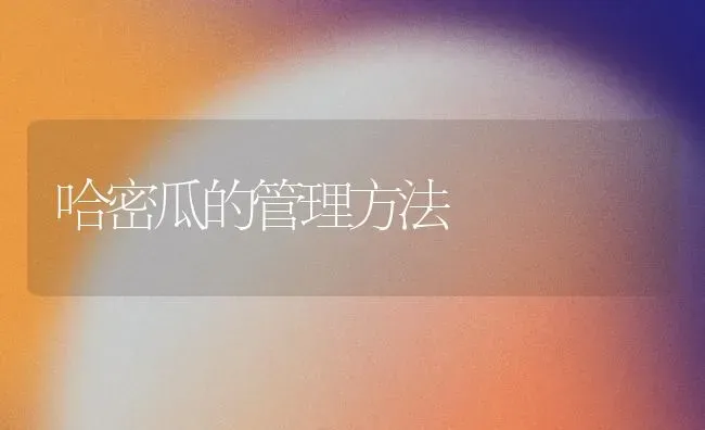 哈密瓜的管理方法 | 养殖技术大全