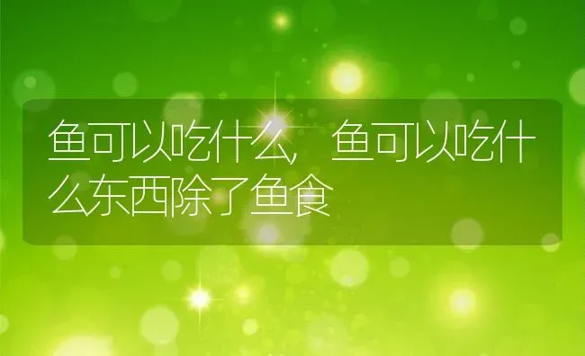 鱼可以吃什么,鱼可以吃什么东西除了鱼食 | 养殖资料