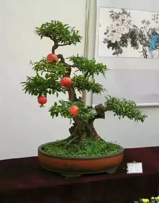 小石榴盆景怎么养,如何制作石榴盆景？