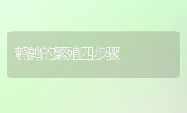 鹌鹑的繁殖四步骤 | 养殖知识