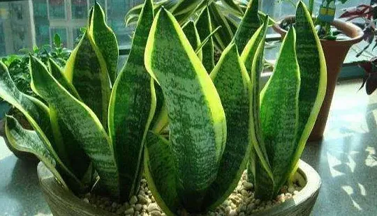 虎皮兰用什么盆种比较好,60厘米虎皮兰用多深的盆？