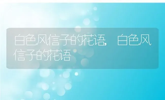 白色风信子的花语,白色风信子的花语 | 养殖科普