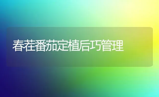春茬番茄定植后巧管理 | 养殖知识