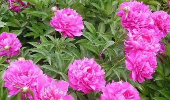 芍药冬天会冻死吗 | 生活常识