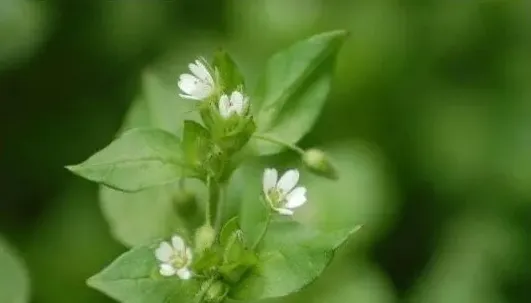 农村有种杂草泛滥成灾，它竟然是治疗痔疮的好药！ | 农广天地