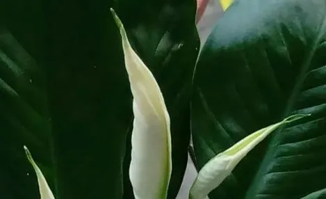白掌怎么养才能开花更旺盛,养白掌的十大忌？