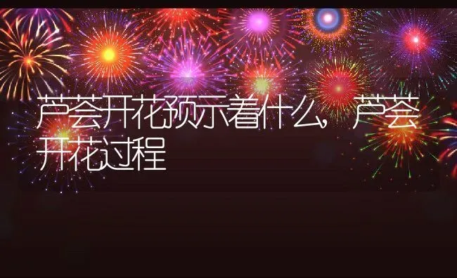 芦荟开花预示着什么,芦荟开花过程 | 养殖学堂