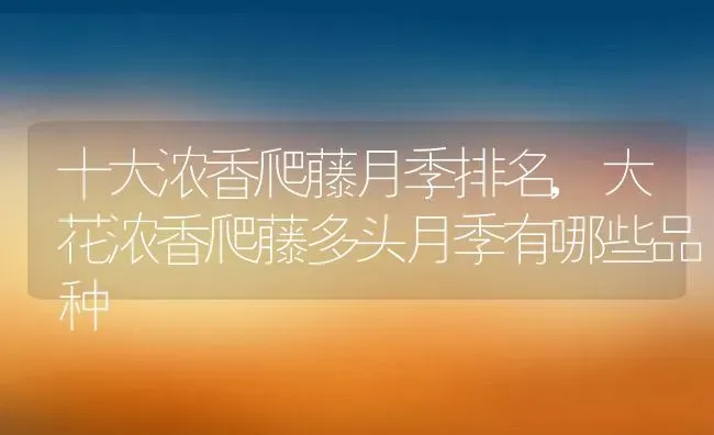 十大浓香爬藤月季排名,大花浓香爬藤多头月季有哪些品种 | 养殖学堂