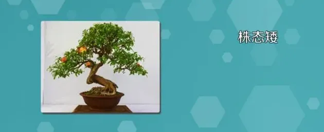 小石榴盆景怎么养,如何制作石榴盆景？