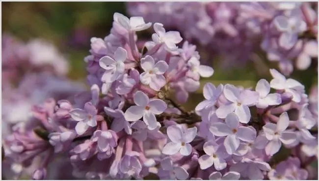 芫花怎么种 | 妙招大全