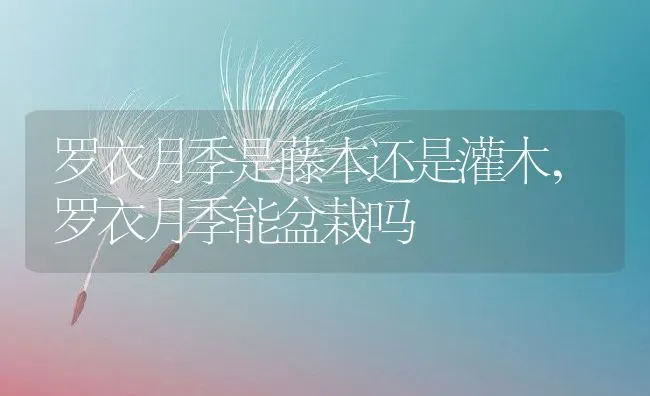 罗衣月季是藤本还是灌木,罗衣月季能盆栽吗 | 养殖学堂