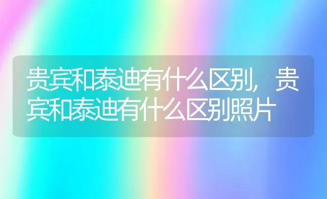 贵宾和泰迪有什么区别,贵宾和泰迪有什么区别照片 | 养殖资料