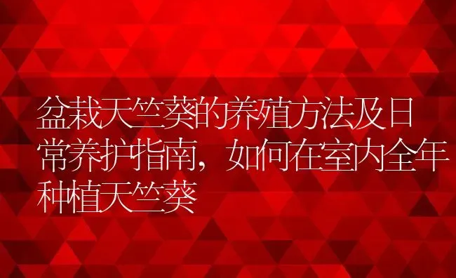 盆栽天竺葵的养殖方法及日常养护指南,如何在室内全年种植天竺葵 | 养殖学堂