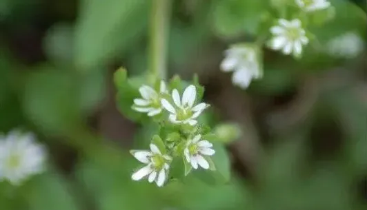 农村有种杂草泛滥成灾，它竟然是治疗痔疮的好药！ | 农广天地