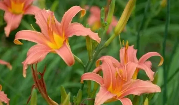 萱草是黄花菜吗 | 农广天地