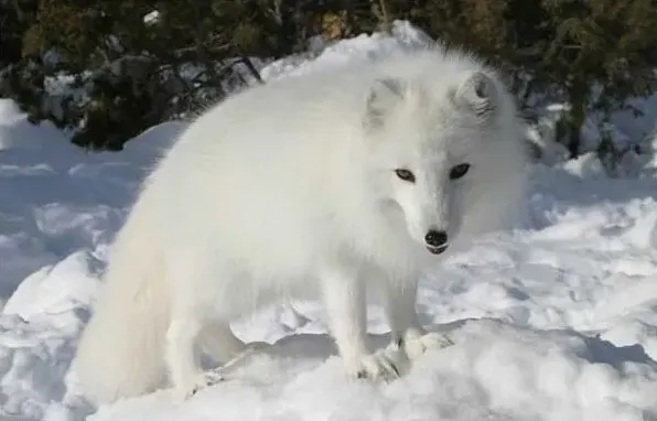 狐狸也会患犬瘟热吗 | 生活常识