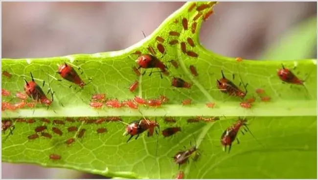 蚜虫的生物防治方法 | 实用知识