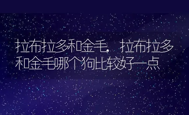 拉布拉多和金毛,拉布拉多和金毛哪个狗比较好一点 | 养殖科普