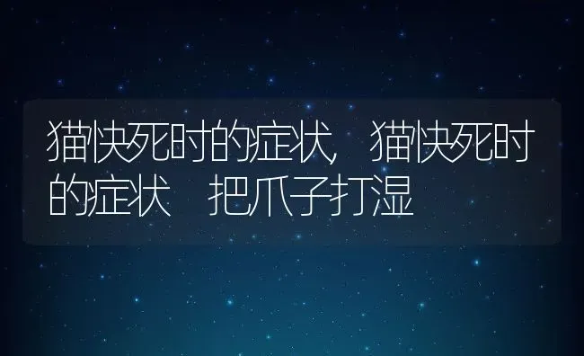 猫快死时的症状,猫快死时的症状 把爪子打湿 | 养殖资料