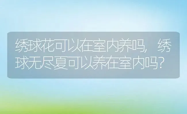 绣球花可以在室内养吗,绣球无尽夏可以养在室内吗？ | 养殖学堂