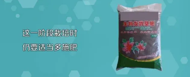 小石榴盆景怎么养,如何制作石榴盆景？