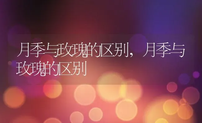 月季与玫瑰的区别,月季与玫瑰的区别 | 养殖科普