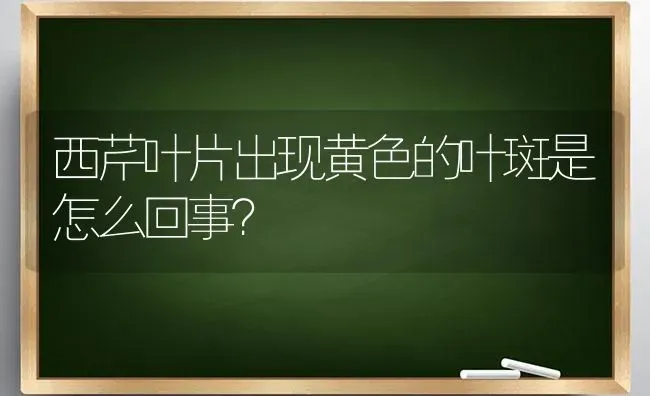 西芹叶片出现黄色的叶斑是怎么回事? | 养殖知识