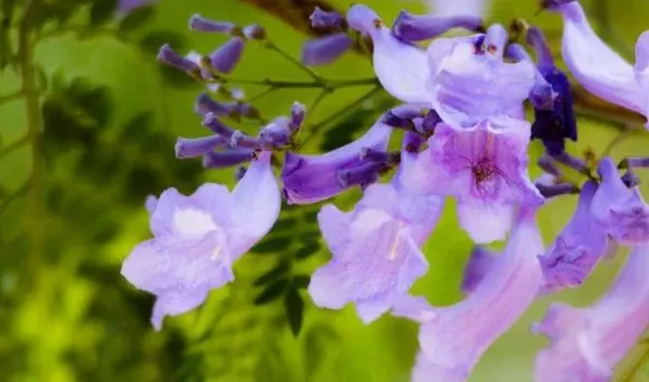 蓝花楹花期什么时候 | 三农知识